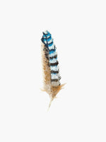 Eurasian Jay Feather - Multi