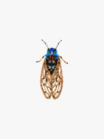 Periodical Cicada